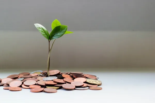 Plant growing from coins representing financial growth